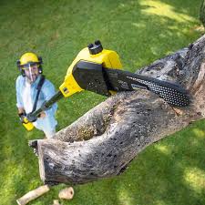 How Our Tree Care Process Works  in  Nichols Hills, OK